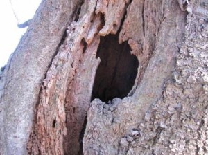 サクラの木の洞で見つけました