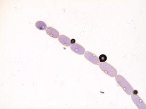 おしべの毛の顕微鏡写真