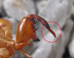 先端のツメの部分は幼虫時代はたたまれています