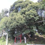 八坂神社のスダジイ