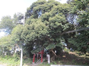 八坂神社のスダジイ