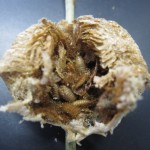 カマキリタマゴカツオブシムシ幼虫