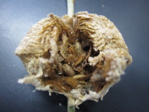 カマキリタマゴカツオブシムシ幼虫