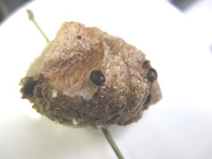 黒い粒がカマキリタマゴカツオブシムシ成虫