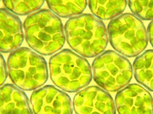 細胞と葉緑体