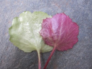 葉の裏が緑色のタイプと赤いタイプ
